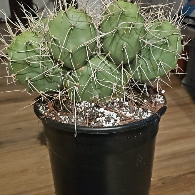 Photo of the plant species Opuntia sulphurea by @FunnySycamore named Einstein on Greg, the plant care app