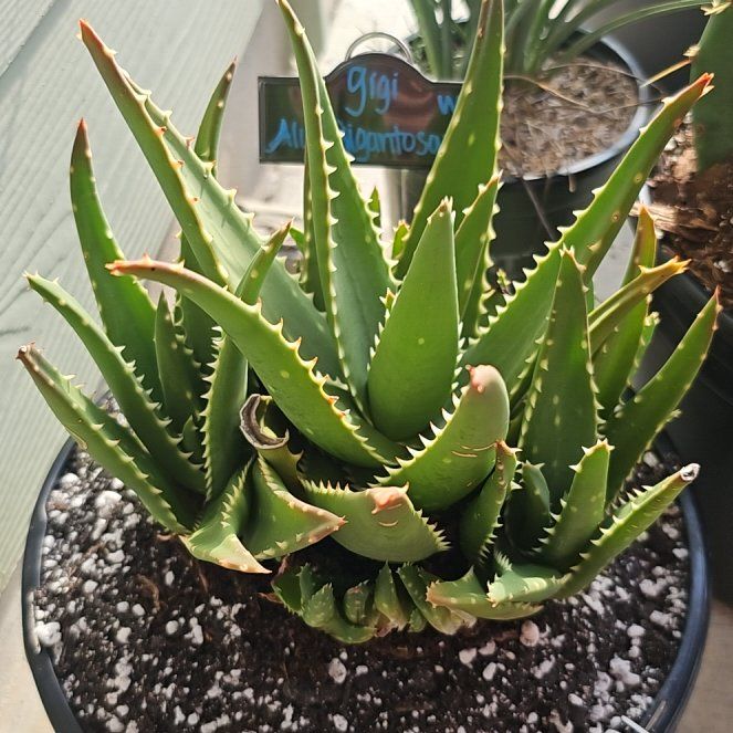 Photo of the plant species Aloe 'Giganotosaurus' by @FunnySycamore named Gigi on Greg, the plant care app