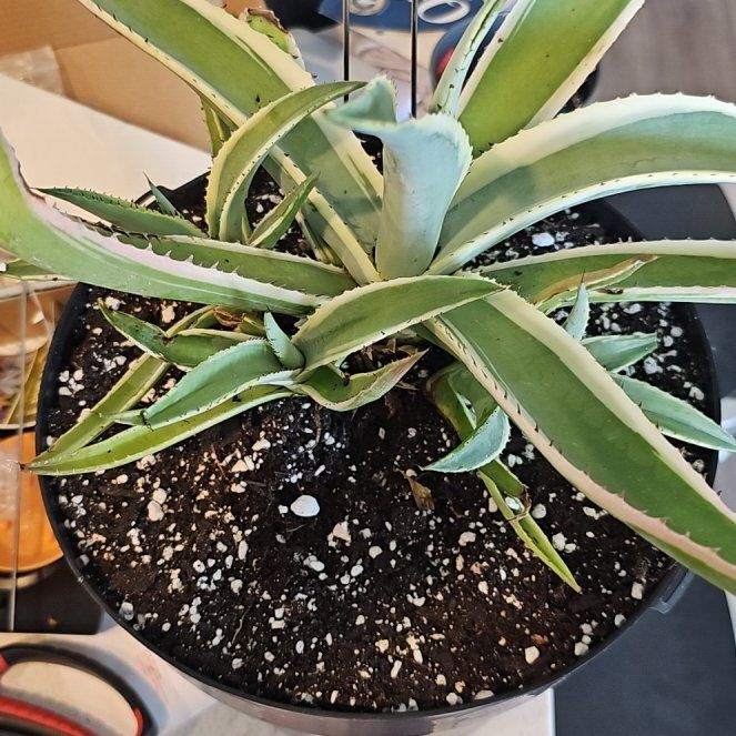 Photo of the plant species Agave guiengola 'Creme Brulee' by @FunnySycamore named De la creme on Greg, the plant care app