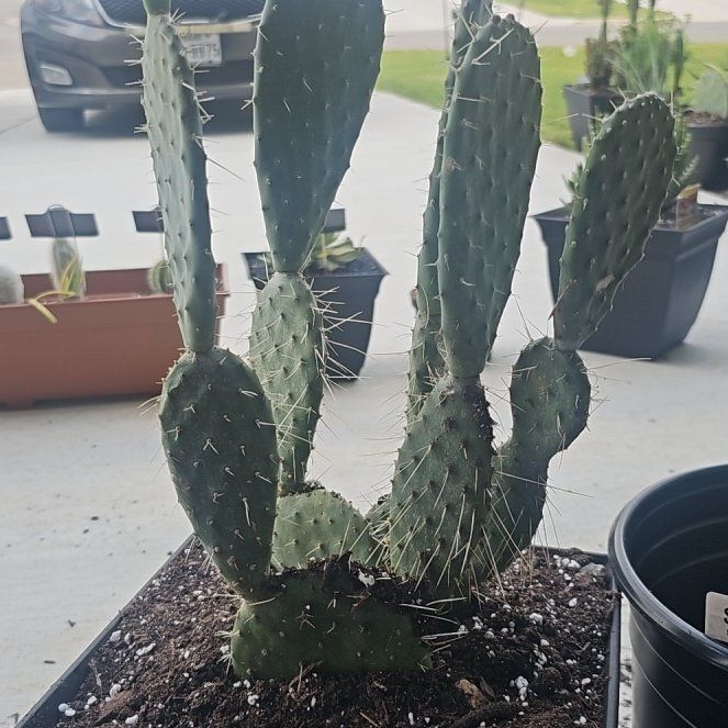 Photo of the plant species Opuntia 'Opopeo' by @FunnySycamore named Xena on Greg, the plant care app