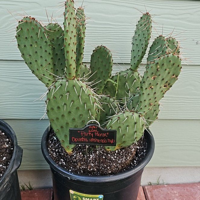 Photo of the plant species Opuntia utahensis 'Party Favor' by @FunnySycamore named Hugs and Kisses on Greg, the plant care app