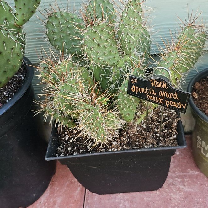 Photo of the plant species Opuntia rhodantha 'Grand Mesa Peach' by @FunnySycamore named Peach on Greg, the plant care app