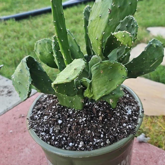 Photo of the plant species Opuntia 'San Quintin' by @FunnySycamore named Quinton on Greg, the plant care app