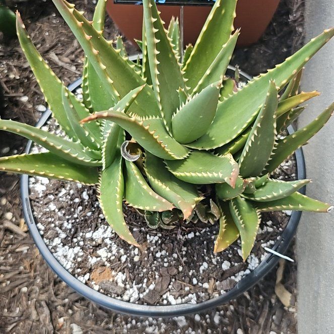 Photo of the plant species Aloe 'Giganotosaurus' by @FunnySycamore named Osmo on Greg, the plant care app