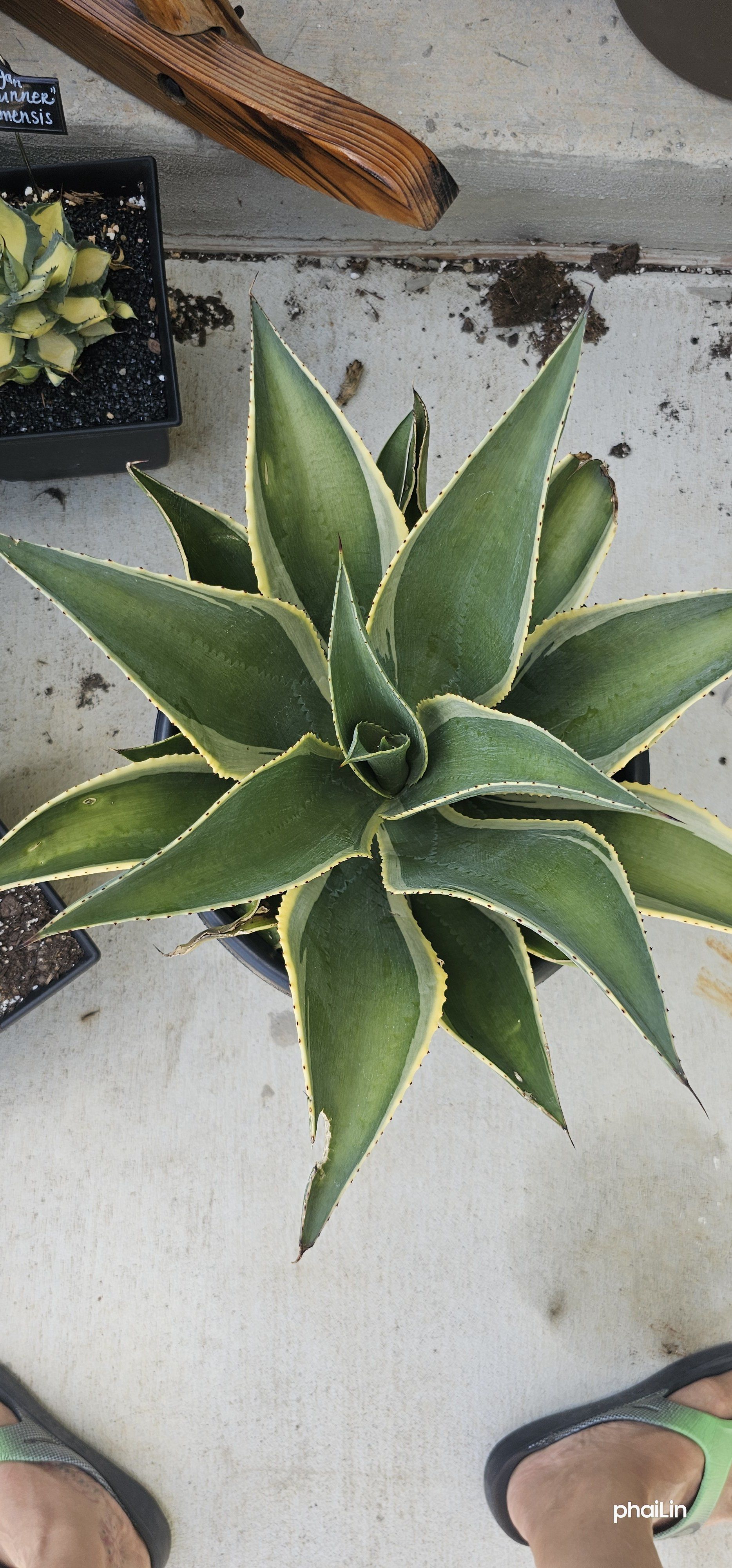 Photo of the plant species Varigated Agave by @FunnySycamore named Peter Parker on Greg, the plant care app