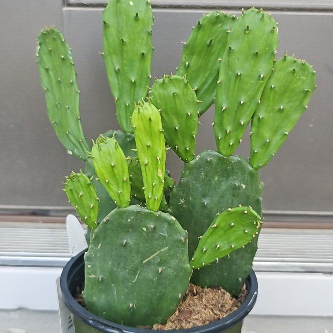 Photo of the plant species Opuntia 'Emerald Wave' by @FunnySycamore named Figyonce on Greg, the plant care app