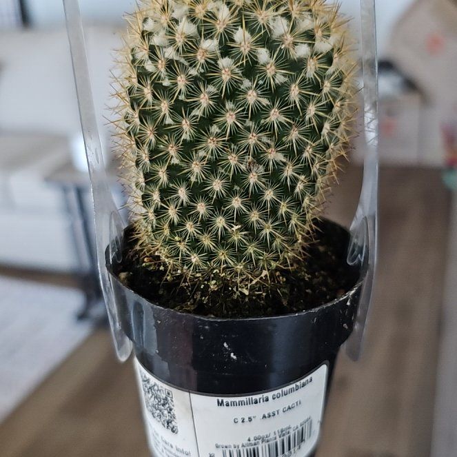 Photo of the plant species Mammillaria columbiana by @FunnySycamore named Planty on Greg, the plant care app