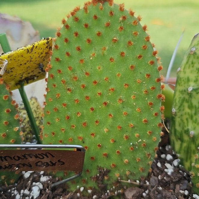 Photo of the plant species Cinnamon Bunny Ears by @FunnySycamore named Sir Plancelot on Greg, the plant care app