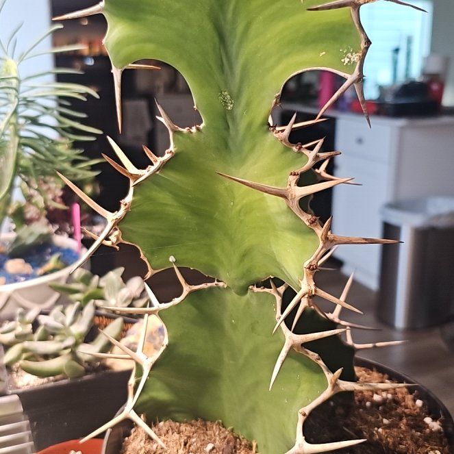 Photo of the plant species Cow's Horn Plant by @FunnySycamore named Rainier on Greg, the plant care app