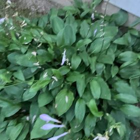 Photo of the plant species Ramsons by @LadyButtonsage named Khaleesi on Greg, the plant care app