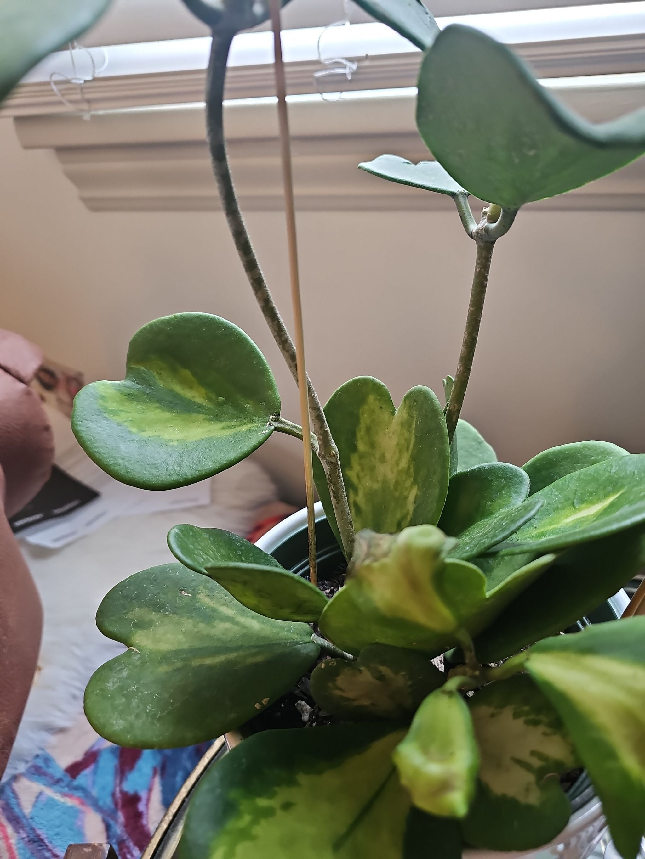 Why Are There Black Spots on My Hoya camphorifolia Leaves?