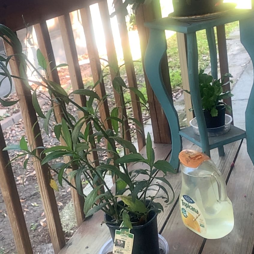 Photo of the plant species Ruellia by Bonnie named Beckham on Greg, the plant care app
