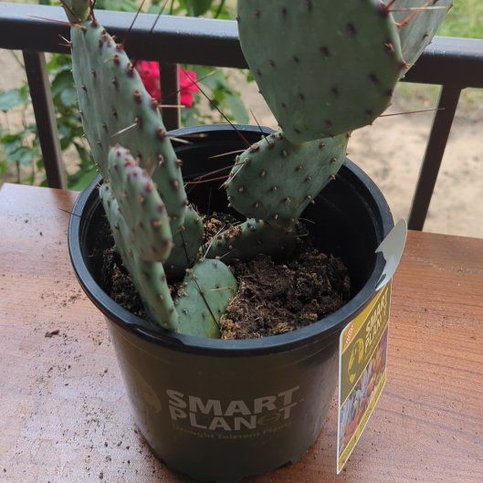 Photo of the plant species Prickly Pear Amethyst Wave by @MeteoricAchiote named Barbara on Greg, the plant care app