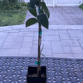 Photo of the plant species Rangpur Lime by @HonestTigerlily named Planta on Greg, the plant care app