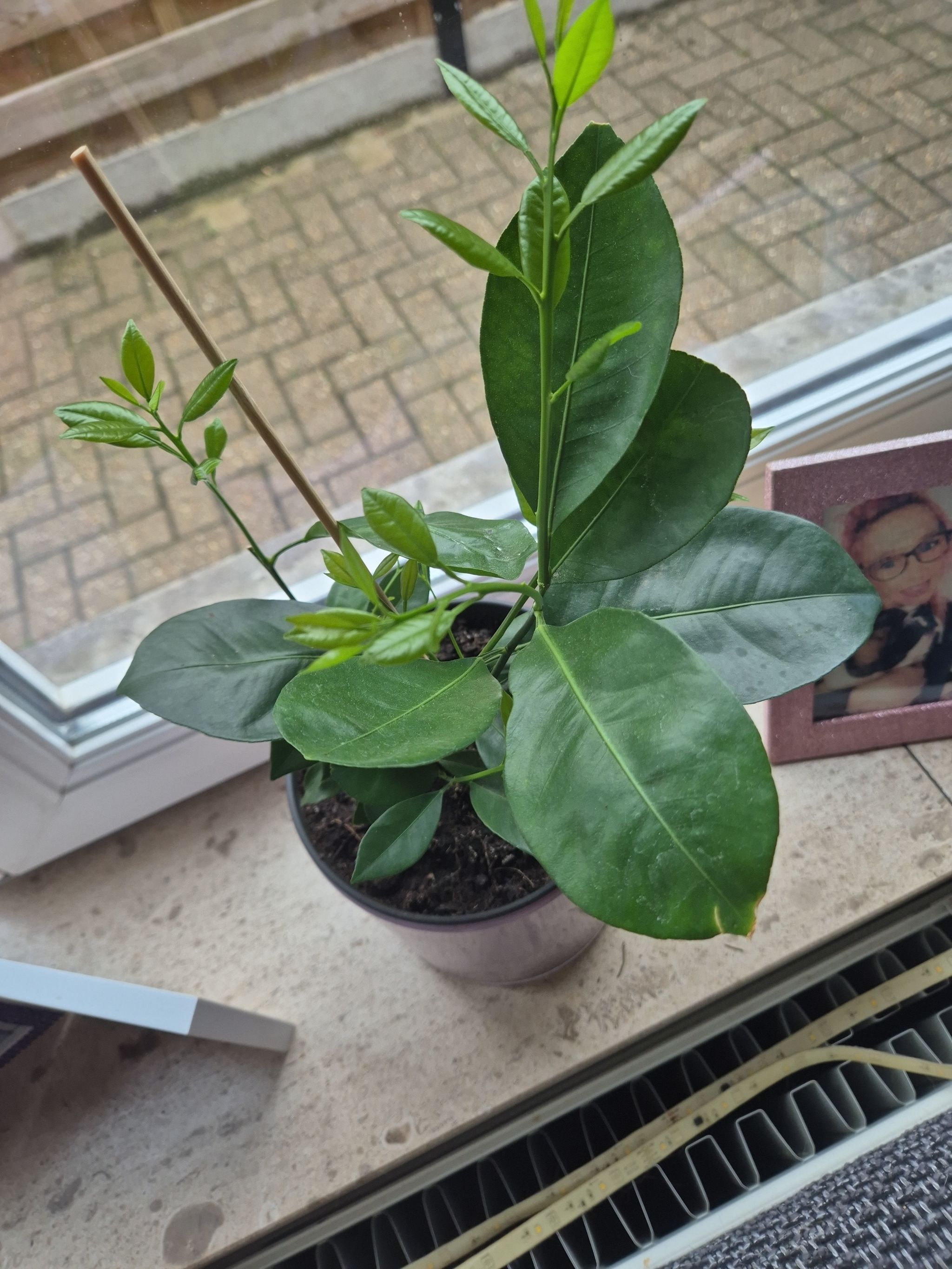 Photo from the post