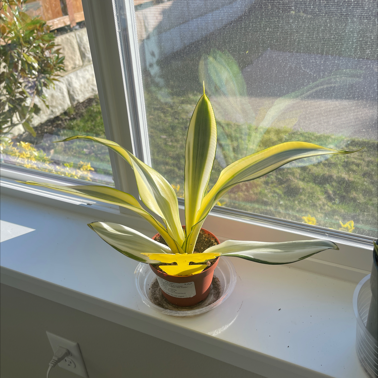 Photo of the plant species Ghost Snake Plant by @CosmicOnionweed named Sansa Stark on Greg, the plant care app