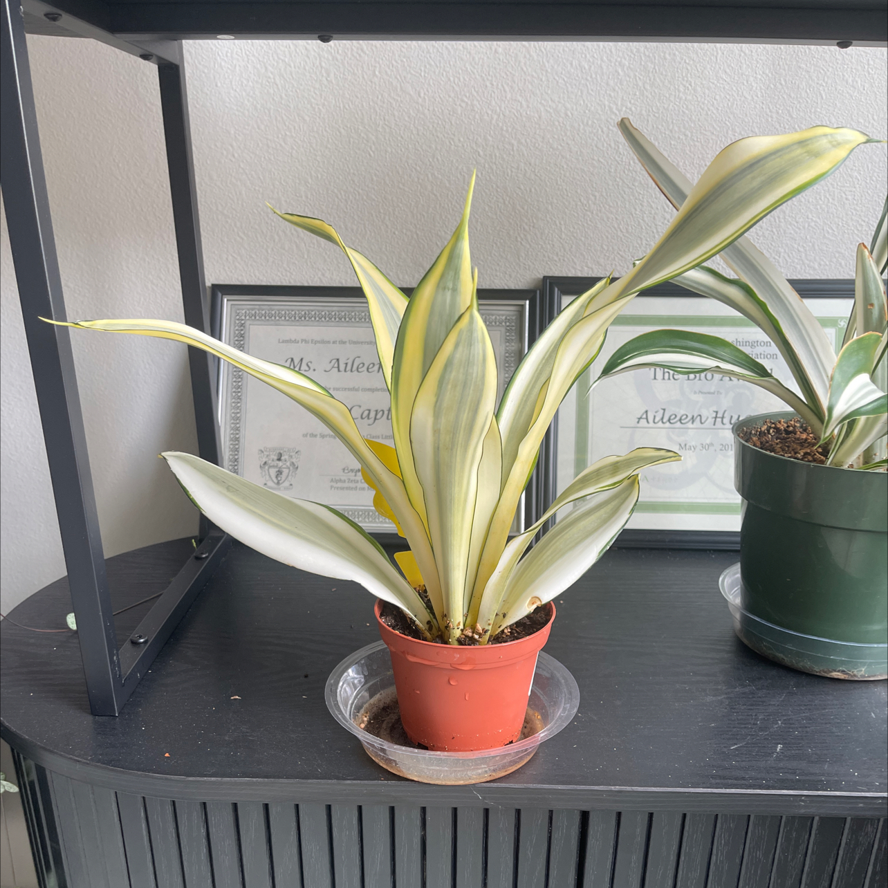 Photo of the plant species Ghost Snake Plant by @CosmicOnionweed named Sansa Stark on Greg, the plant care app