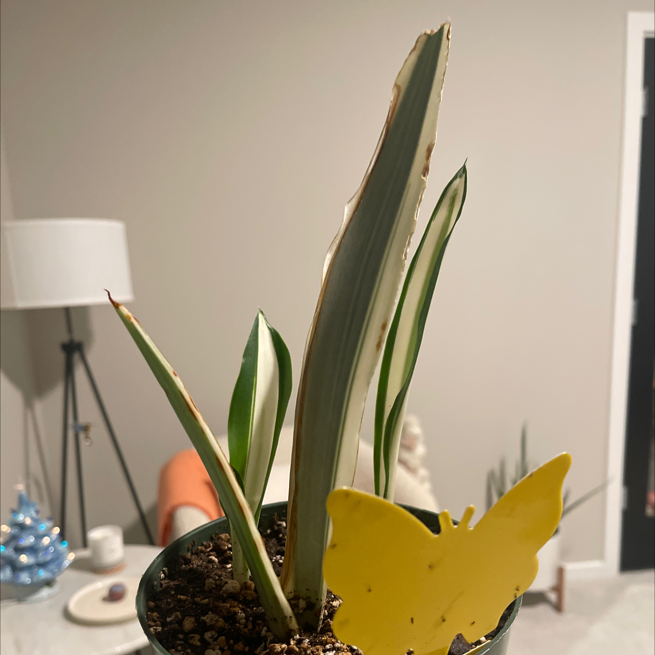 Photo of the plant species Snow White Snake Plant by @CosmicOnionweed named Snow White on Greg, the plant care app