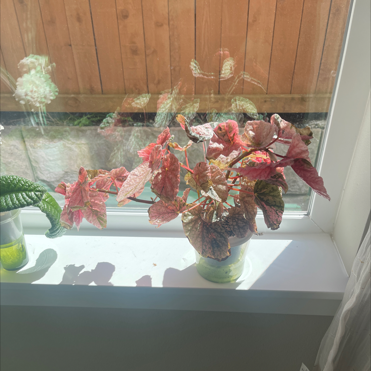 Photo of the plant species Begonia rex-cultorum 'Snow Capped' by @CosmicOnionweed named Pink pony girl on Greg, the plant care app