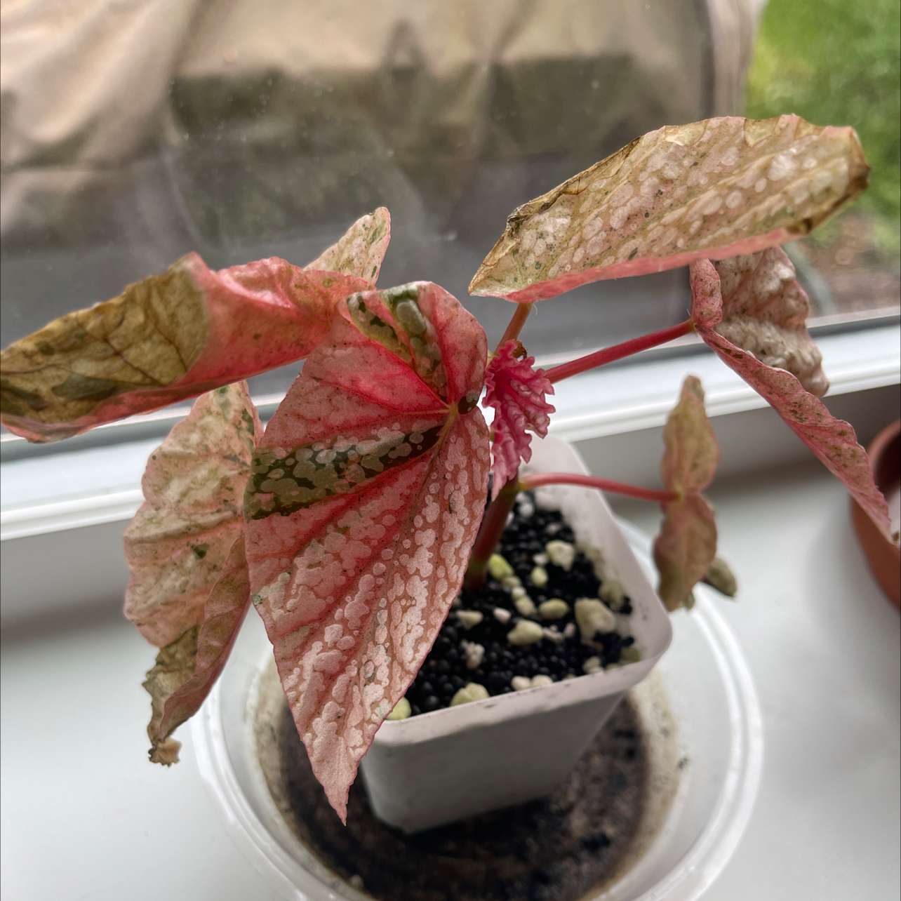 Photo of the plant species Begonia rex-cultorum 'Snow Capped' by @CosmicOnionweed named Georgia Peach on Greg, the plant care app
