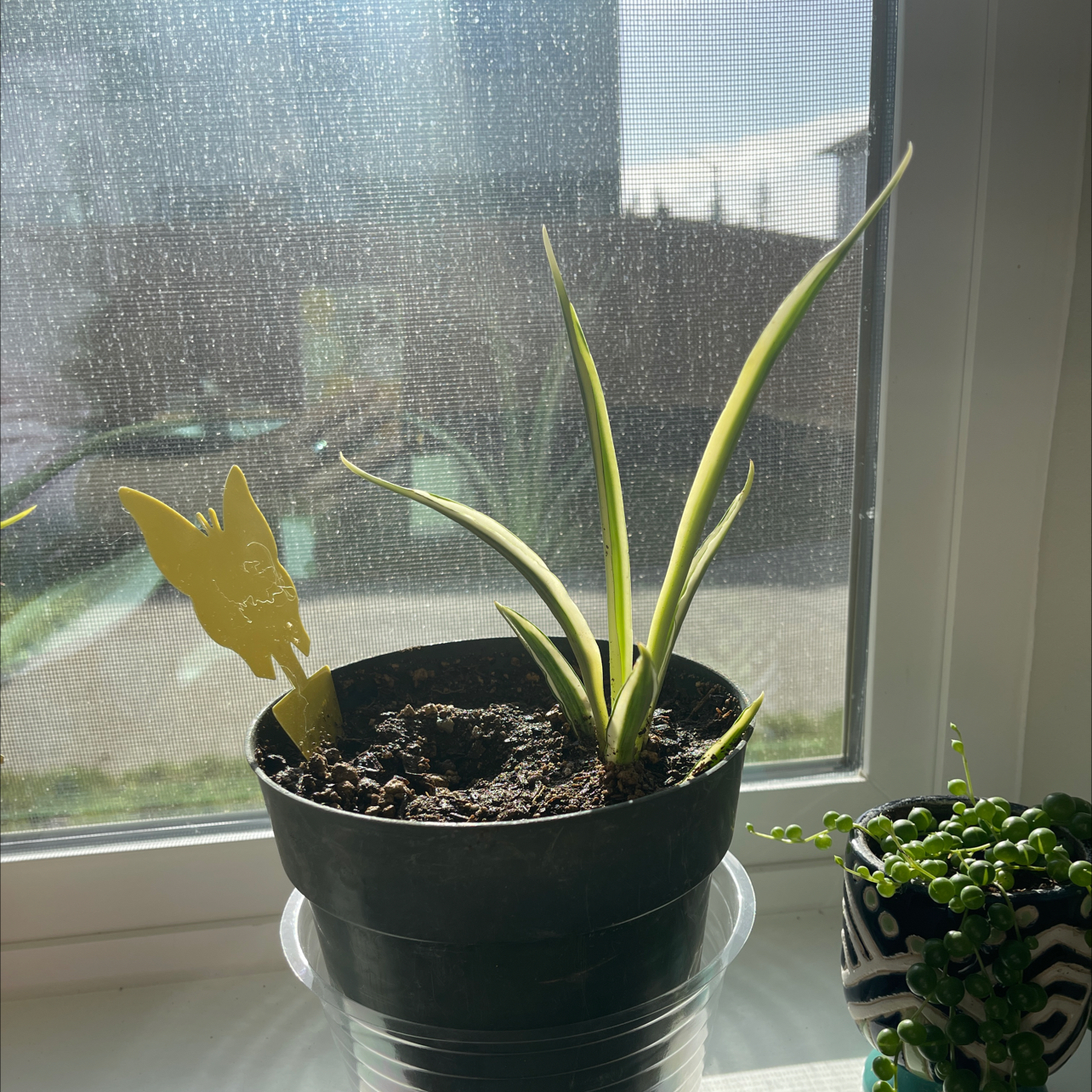 Photo of the plant species Kenya Hyacinth by @CosmicOnionweed named Sir Plantcelot on Greg, the plant care app