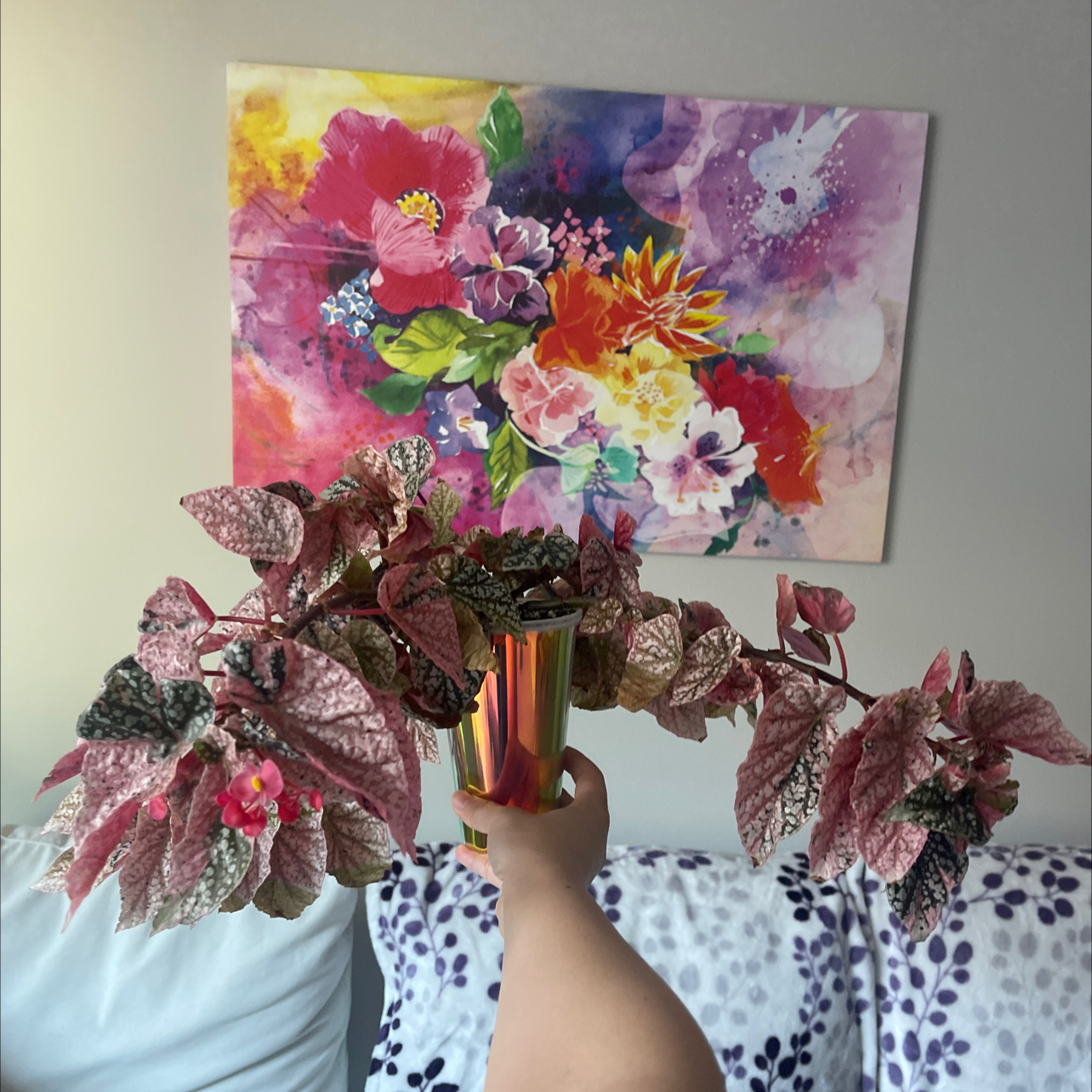 Photo of the plant species Snowcapped Begonia by @CosmicOnionweed named Sugar Plum Fairy on Greg, the plant care app