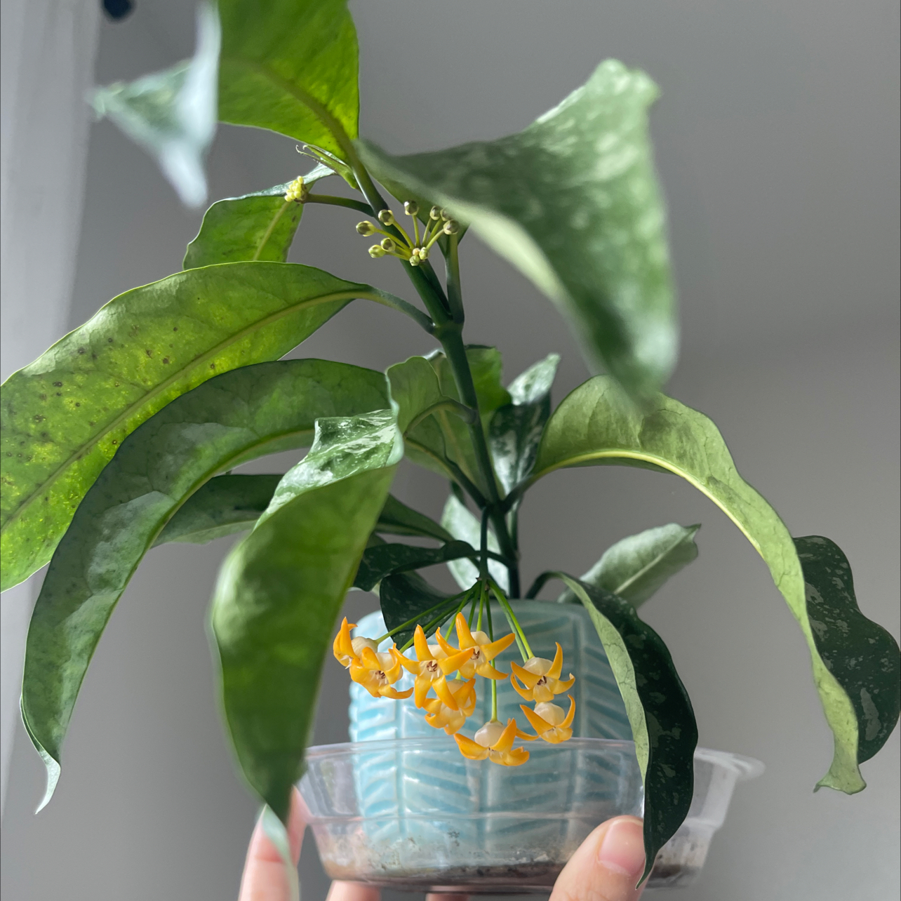 Photo of the plant species Albo Marginata Hoya Multiflora by @CosmicOnionweed named Ferny Saunders on Greg, the plant care app