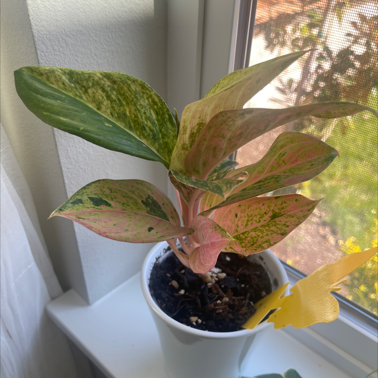 Photo of the plant species Aglaonema by @CosmicOnionweed named Cedric Figery on Greg, the plant care app