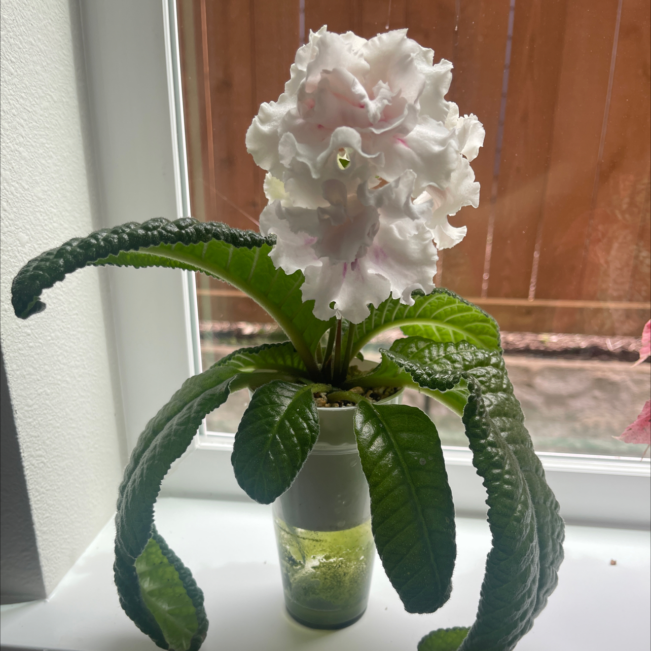 Photo of the plant species False African Violet by @CosmicOnionweed named Angelina Joleaf on Greg, the plant care app