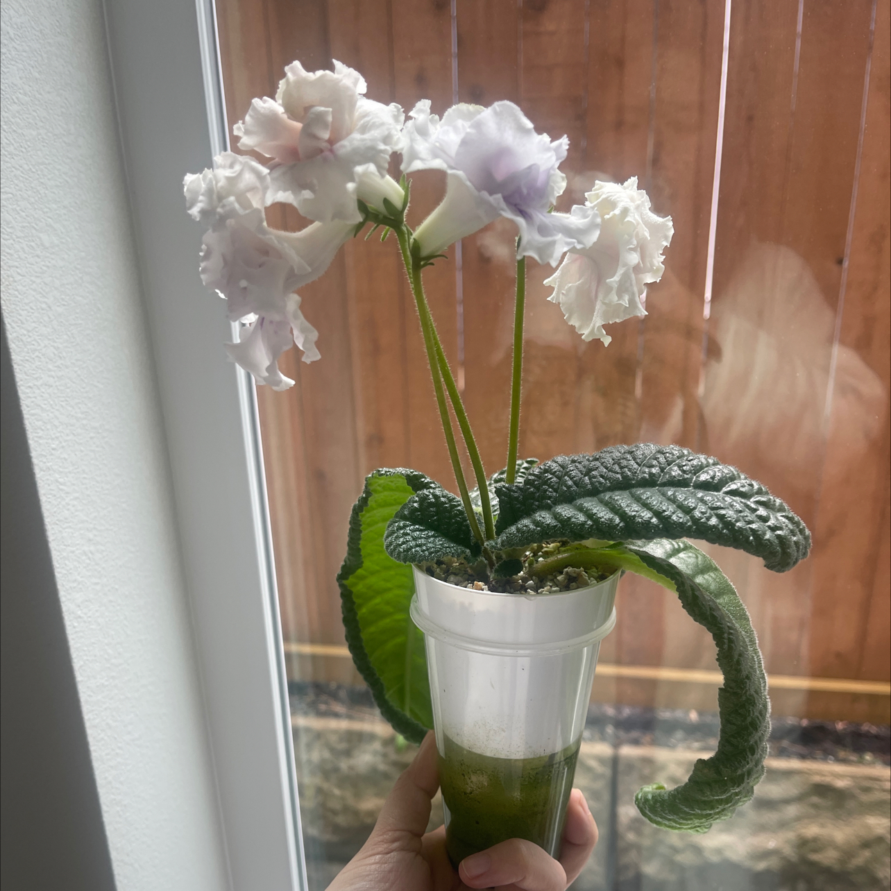 Photo of the plant species False African Violet by @CosmicOnionweed named Angelina Joleaf on Greg, the plant care app