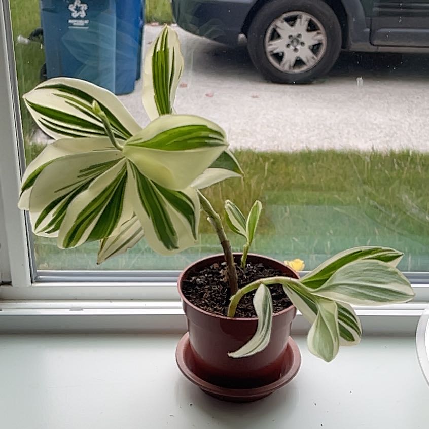 Photo of the plant species Variegated Spiral Ginger by @CosmicOnionweed named Ginger spice on Greg, the plant care app
