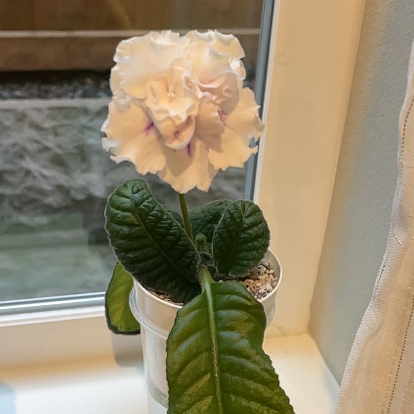 Photo of the plant species Cape Primrose by @CosmicOnionweed named Angelina Joleaf on Greg, the plant care app