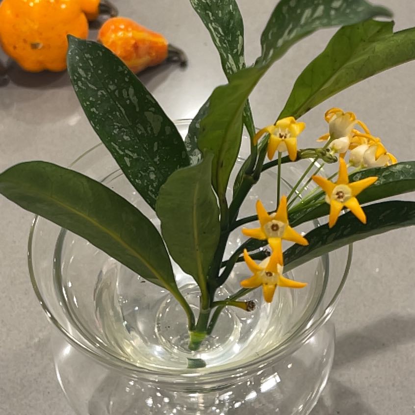 Photo of the plant species Albo Marginata Hoya Multiflora by @CosmicOnionweed named Ferny Saunders on Greg, the plant care app