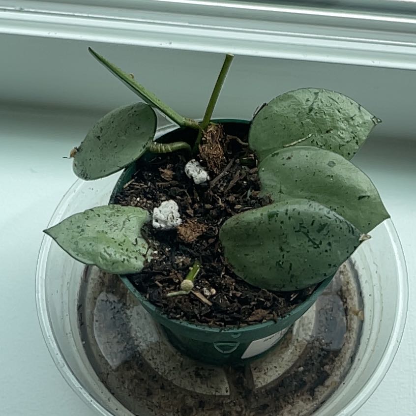 Photo of the plant species Hoya lacunosa ‘Mint’ by @CosmicOnionweed named Silverster Stallone on Greg, the plant care app