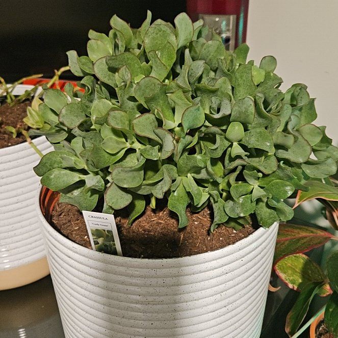Photo of the plant species Curly Green Crassula by @CozyFlameazalea named Madonna on Greg, the plant care app