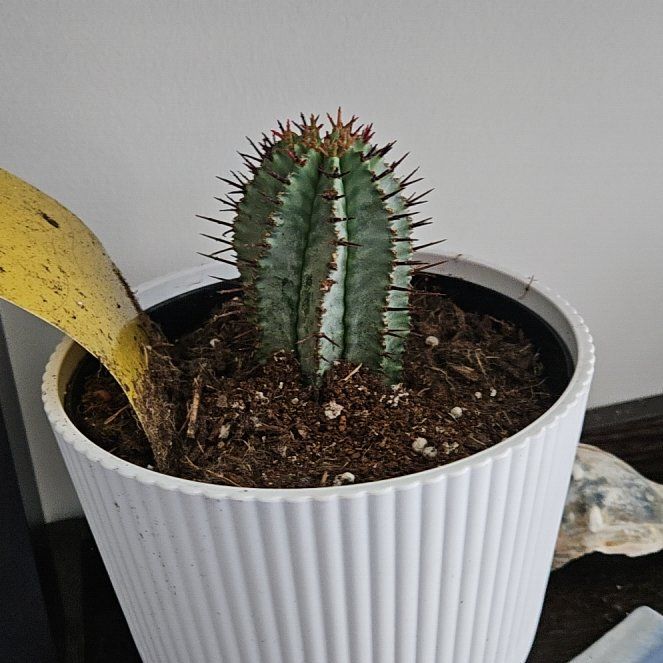 Photo of the plant species African Milk Barrel by @CozyFlameazalea named Ulysses S Plant on Greg, the plant care app