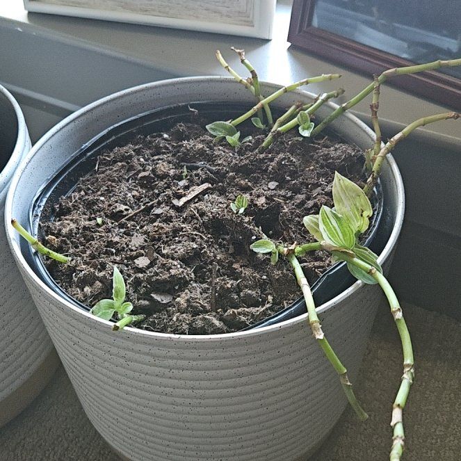 Photo of the plant species Small-Leaf Spiderwort by @CozyFlameazalea named Zion on Greg, the plant care app