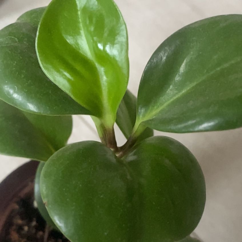 Photo of the plant species Peperomia Thailand by @LovingBreweroak named Marilyn on Greg, the plant care app