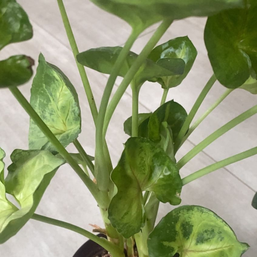 Photo of the plant species Pink Allusion Arrowhead Plant by @LovingBreweroak named Achilles on Greg, the plant care app