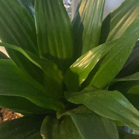 Photo of the plant species Janet Craig Plant by @LovingBreweroak named Mollie on Greg, the plant care app