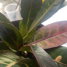 Photo of the plant species Luna Batik Croton by @LovingBreweroak named Queen on Greg, the plant care app