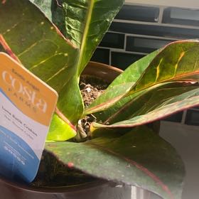 Photo of the plant species Luna Batik Croton by @LovingBreweroak named Walt on Greg, the plant care app