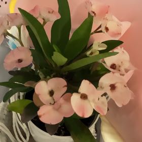 Photo of the plant species Euphorbia millotii by @SwiftWoollyrose named sadie on Greg, the plant care app