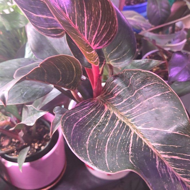 Photo of the plant species Pink Birkin Philodendron by @COPlantMom named Tolkien on Greg, the plant care app
