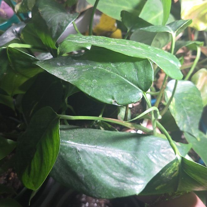 Photo of the plant species Yellow Sunrise Pothos by @COPlantMom named Maya on Greg, the plant care app