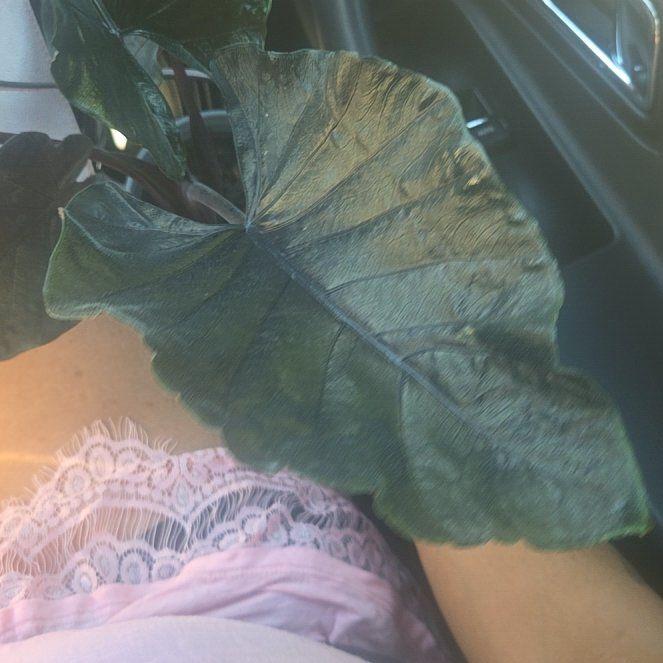 Photo of the plant species Alocasia Antoro Velvet by @COPlantMom named Delilah on Greg, the plant care app
