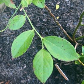Planty