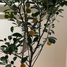 Photo of the plant species Calamondin kumquat by @EngagingDuwei named Dolores on Greg, the plant care app