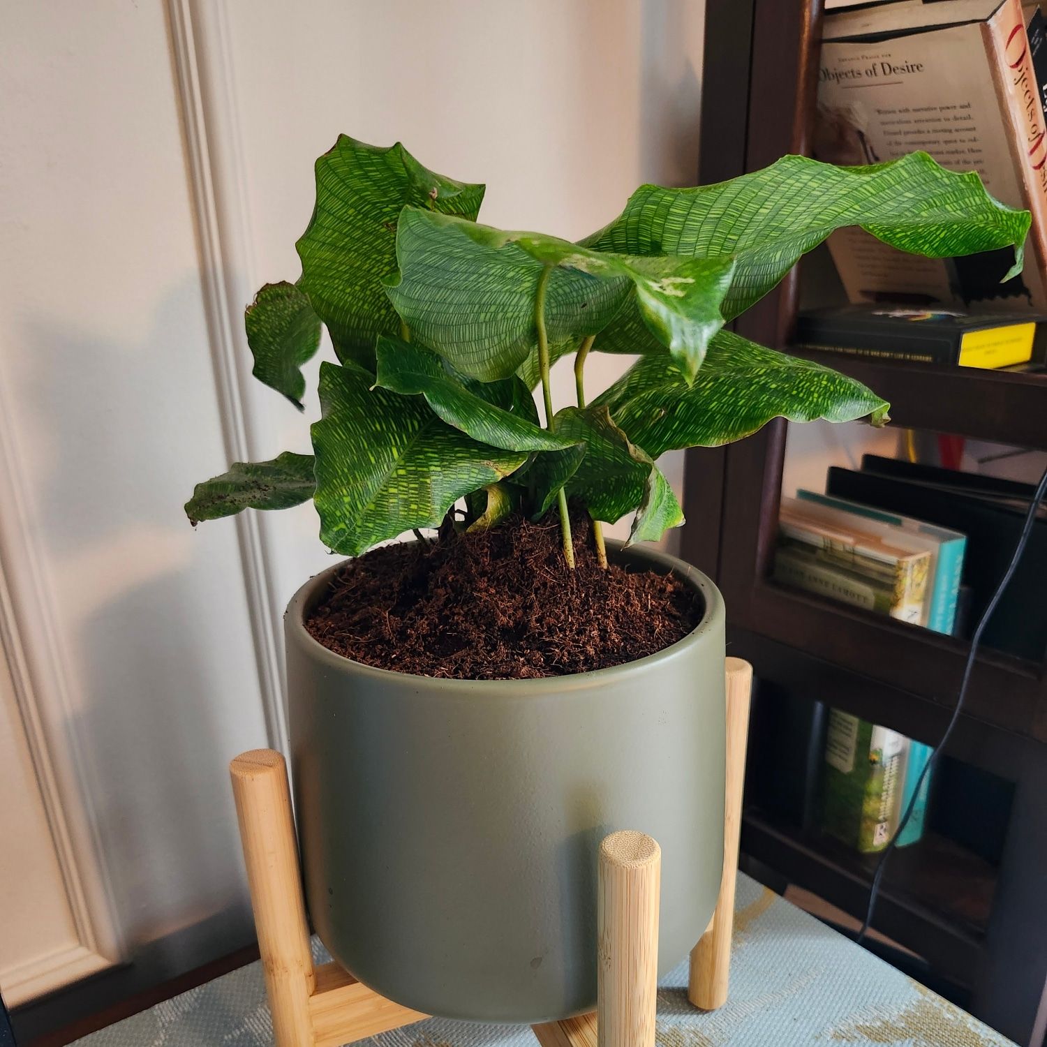 Photo of the plant species Calathea Network 'PP0005' by @BigVictoryonion named Plant-ey on Greg, the plant care app