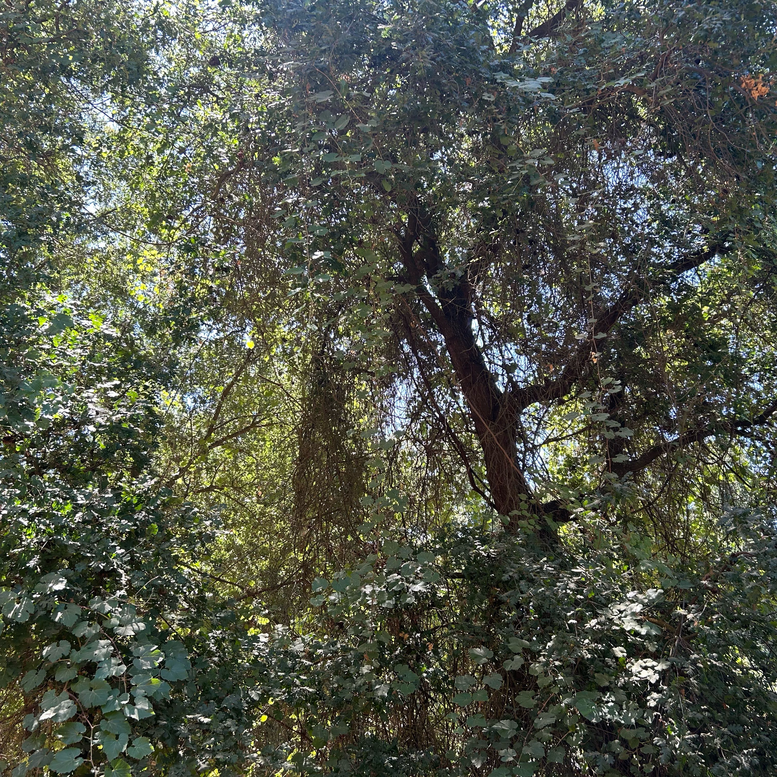 Photo of the plant species Redbox by @ProphetBookaloe named Harry on Greg, the plant care app